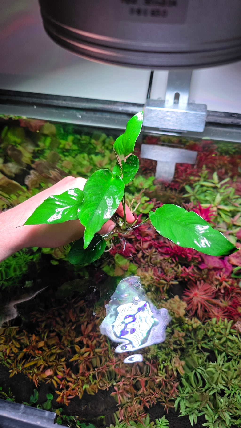 Assorted Anubias
