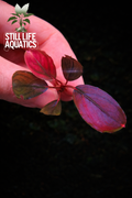 Small Bucephalandra "Violet Blossom"