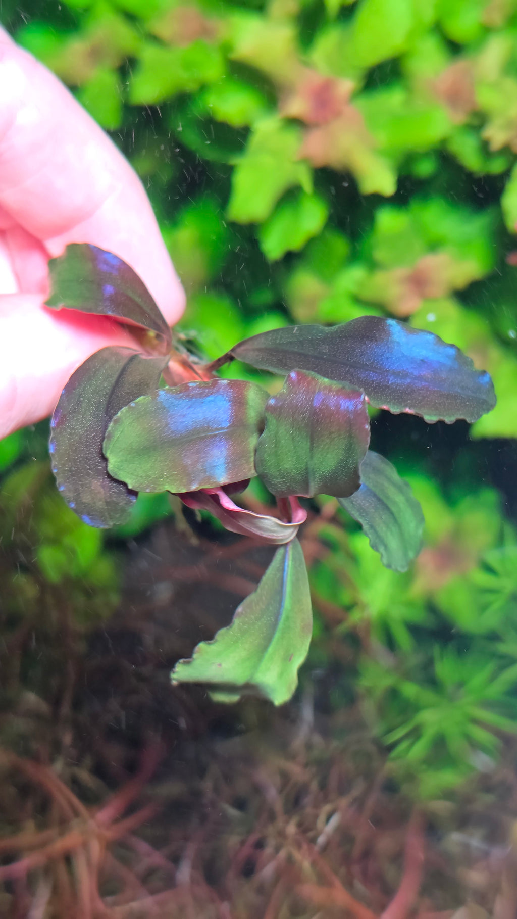 Bucephalandra 'Devil King'