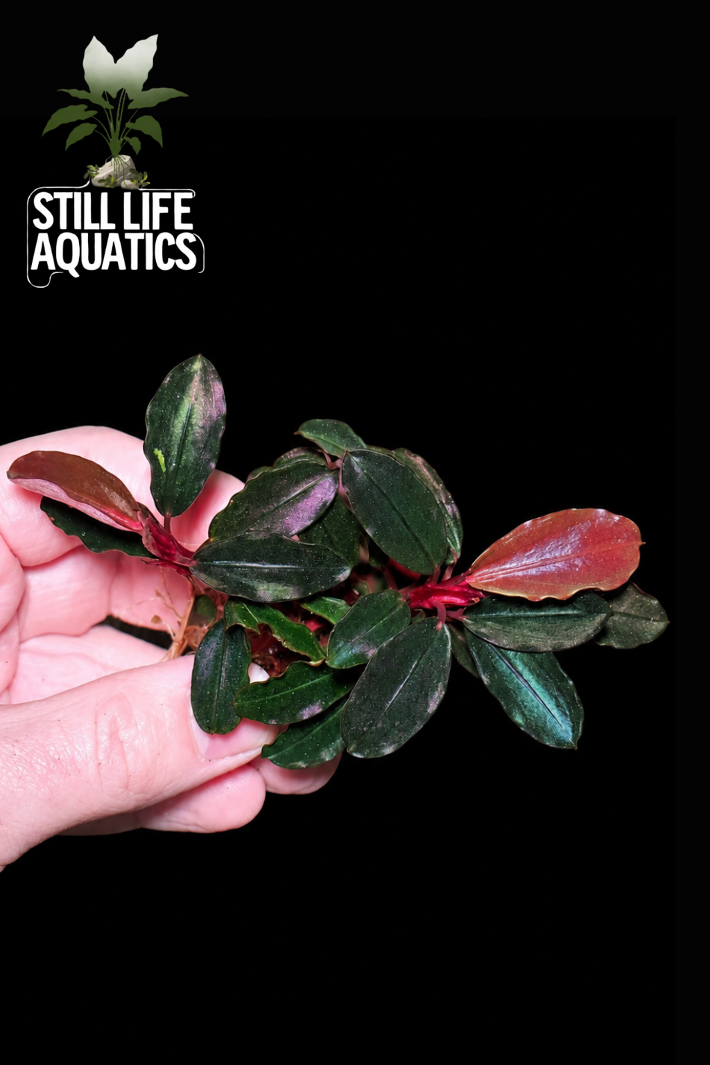 Bucephalandra Helena TK Clump