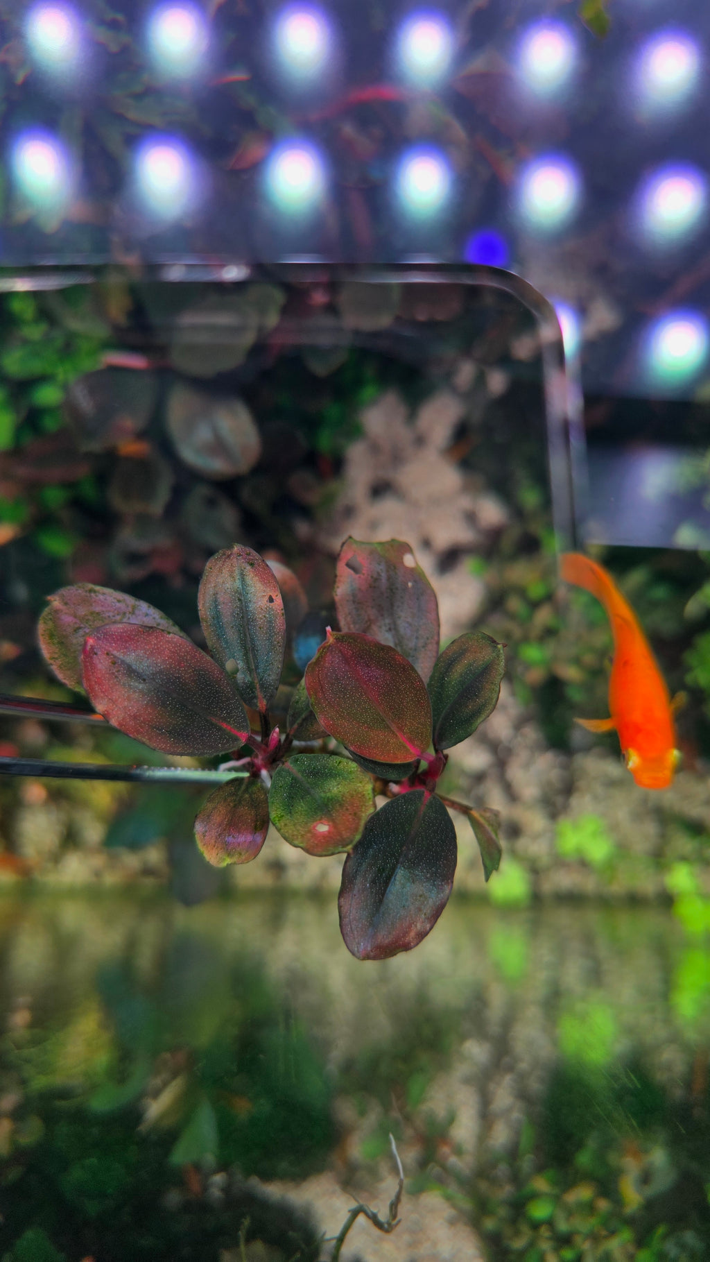 Bucephalandra Moonlight Clump