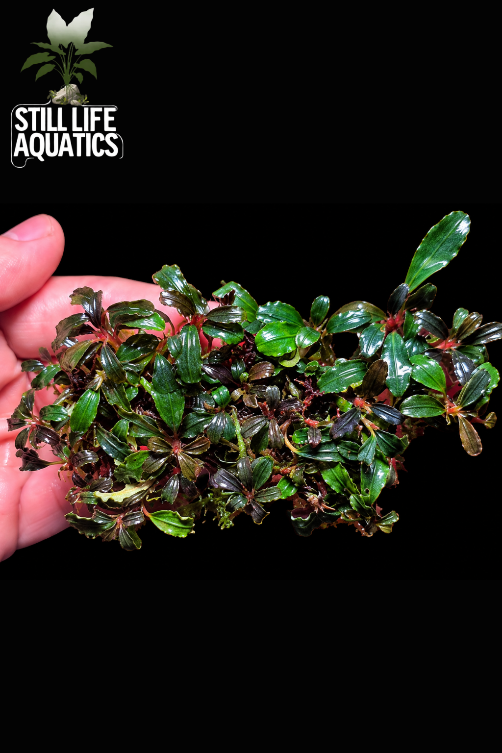 Bucephalandra Mini Phantom Clump