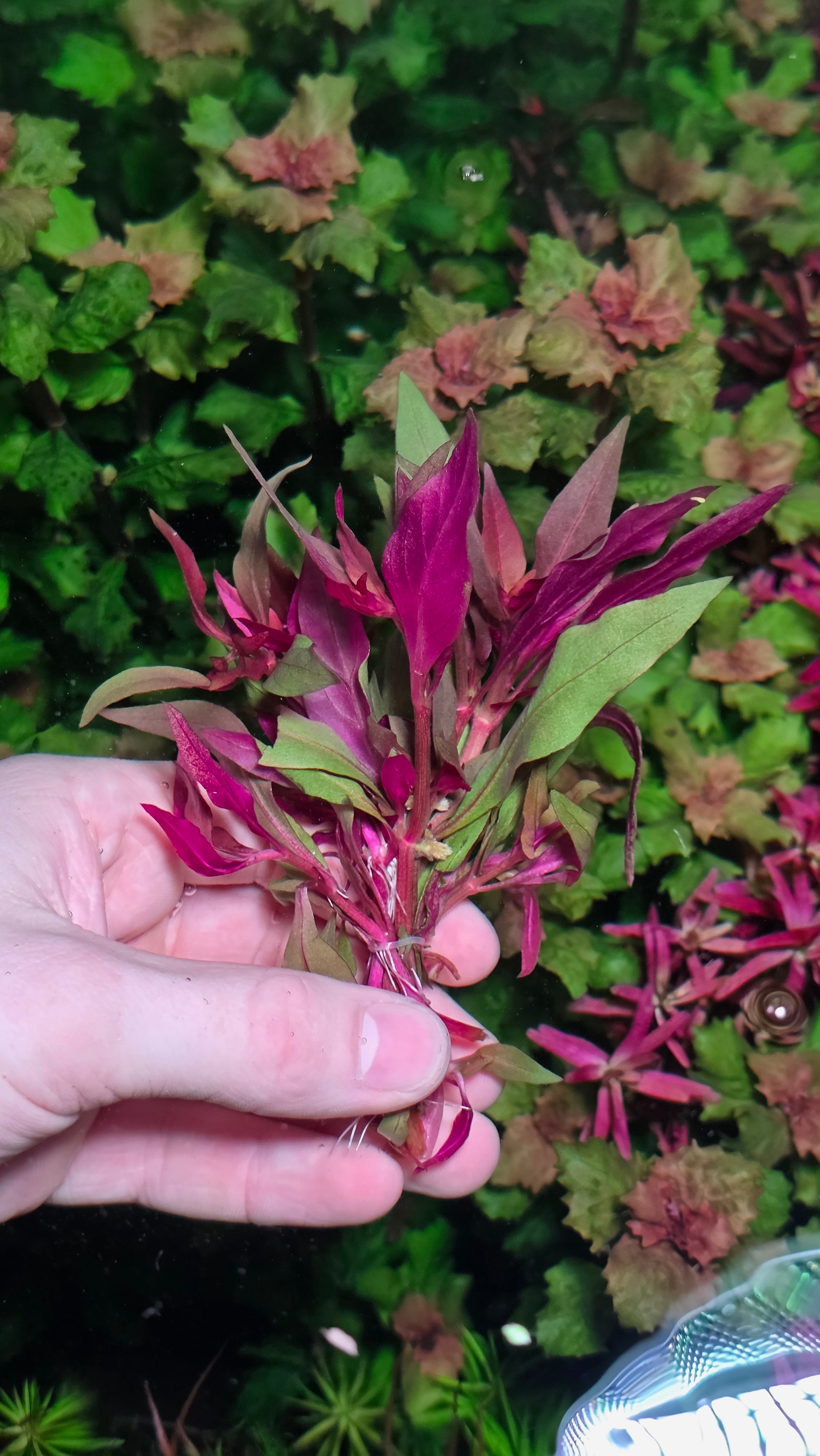 Alternanthera rosaefolia