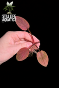Lagenandra meeboldii