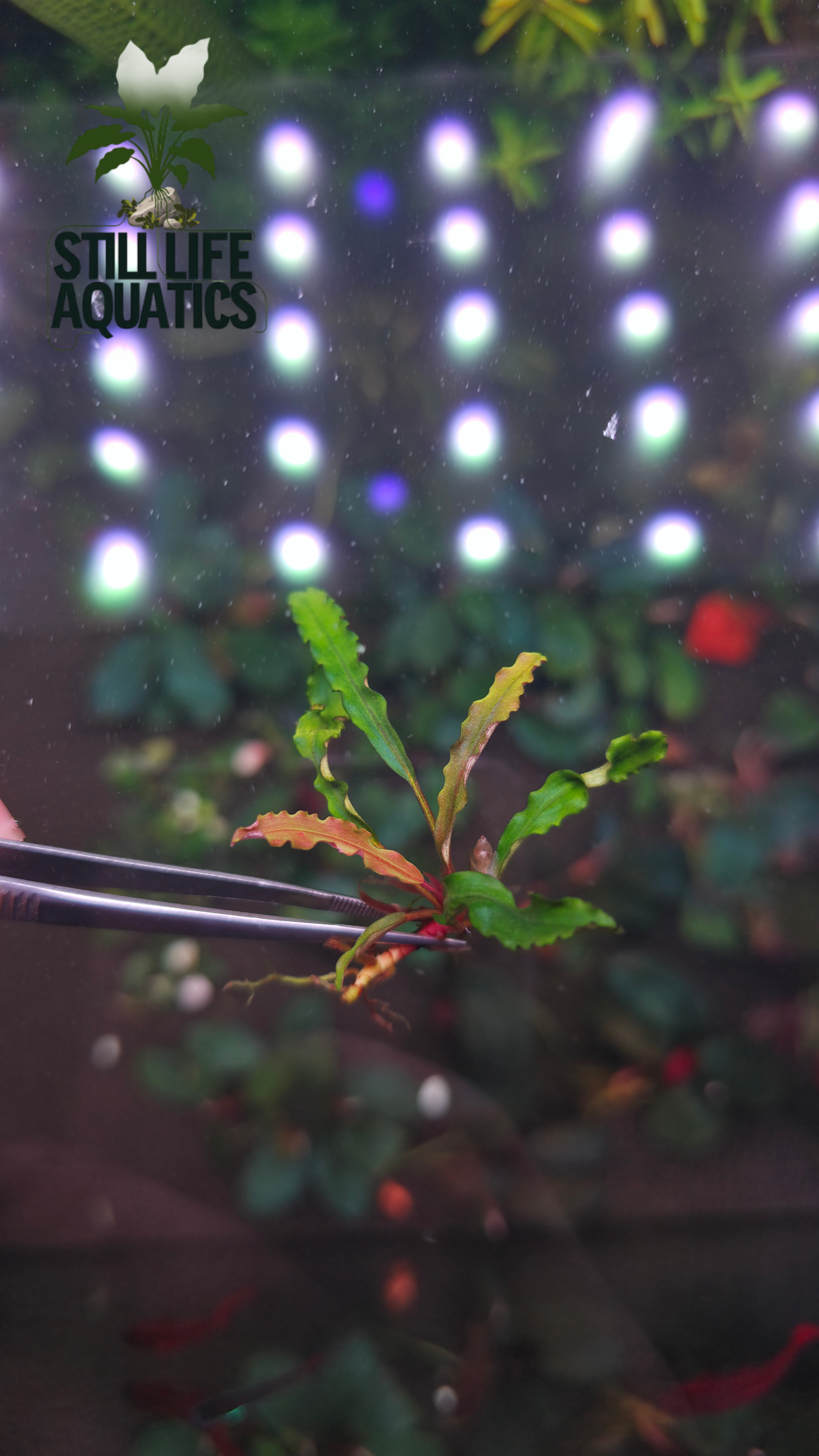 Bucephalandra Catherine - Single Stem