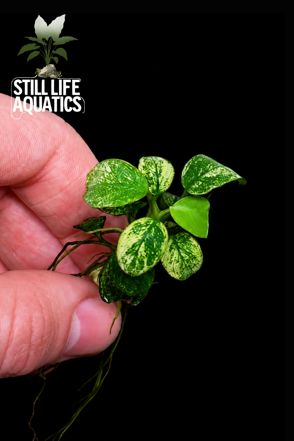 Bucephalandra 