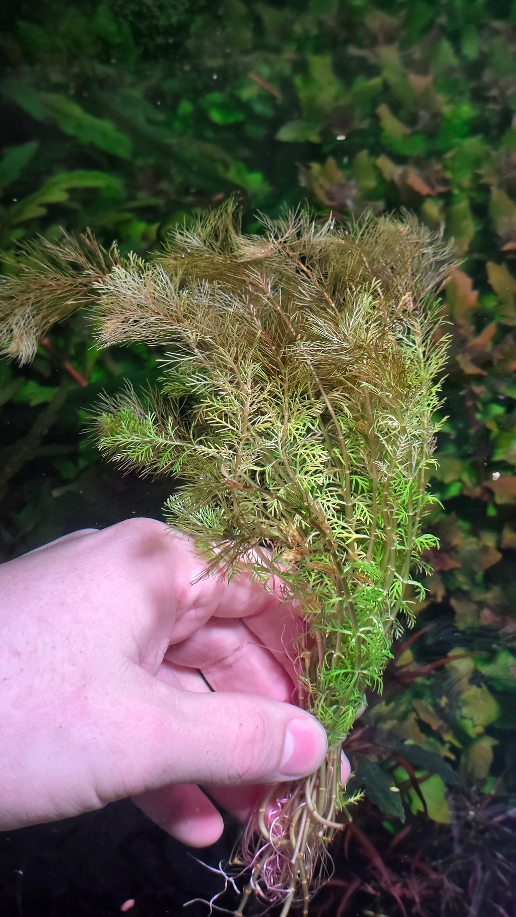 Myriophyllum sp. 'Roraima'