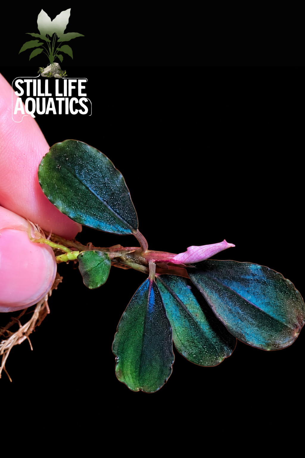 Bucephalandra "Black Angel"