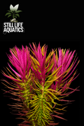 Limnophila Aromatica (3 stems)