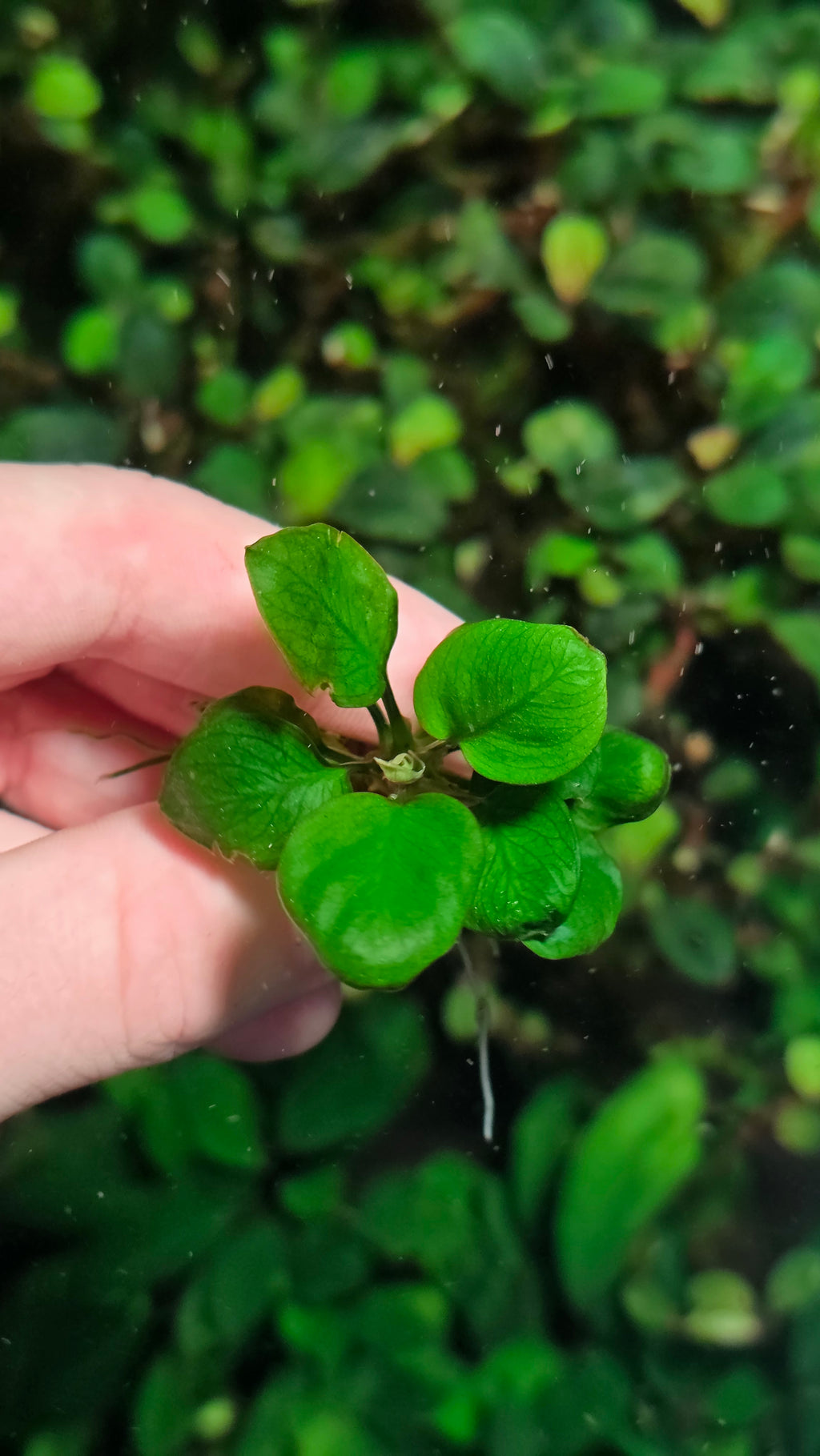 Anubias barteri 'Coin'