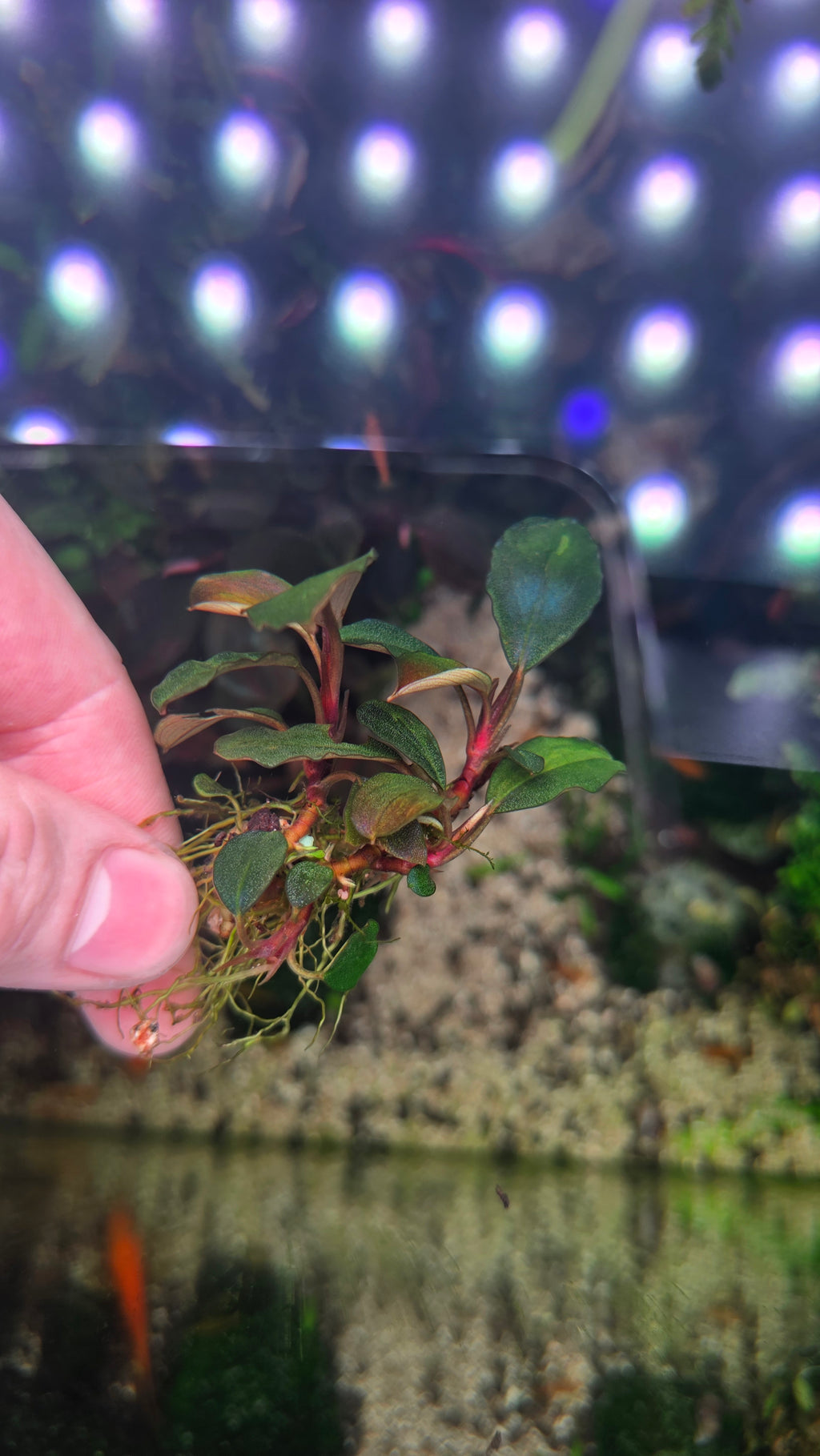 Bucephalandra 'Blue Marble' Clump