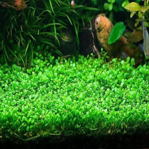 Glossostigma Elatinoides