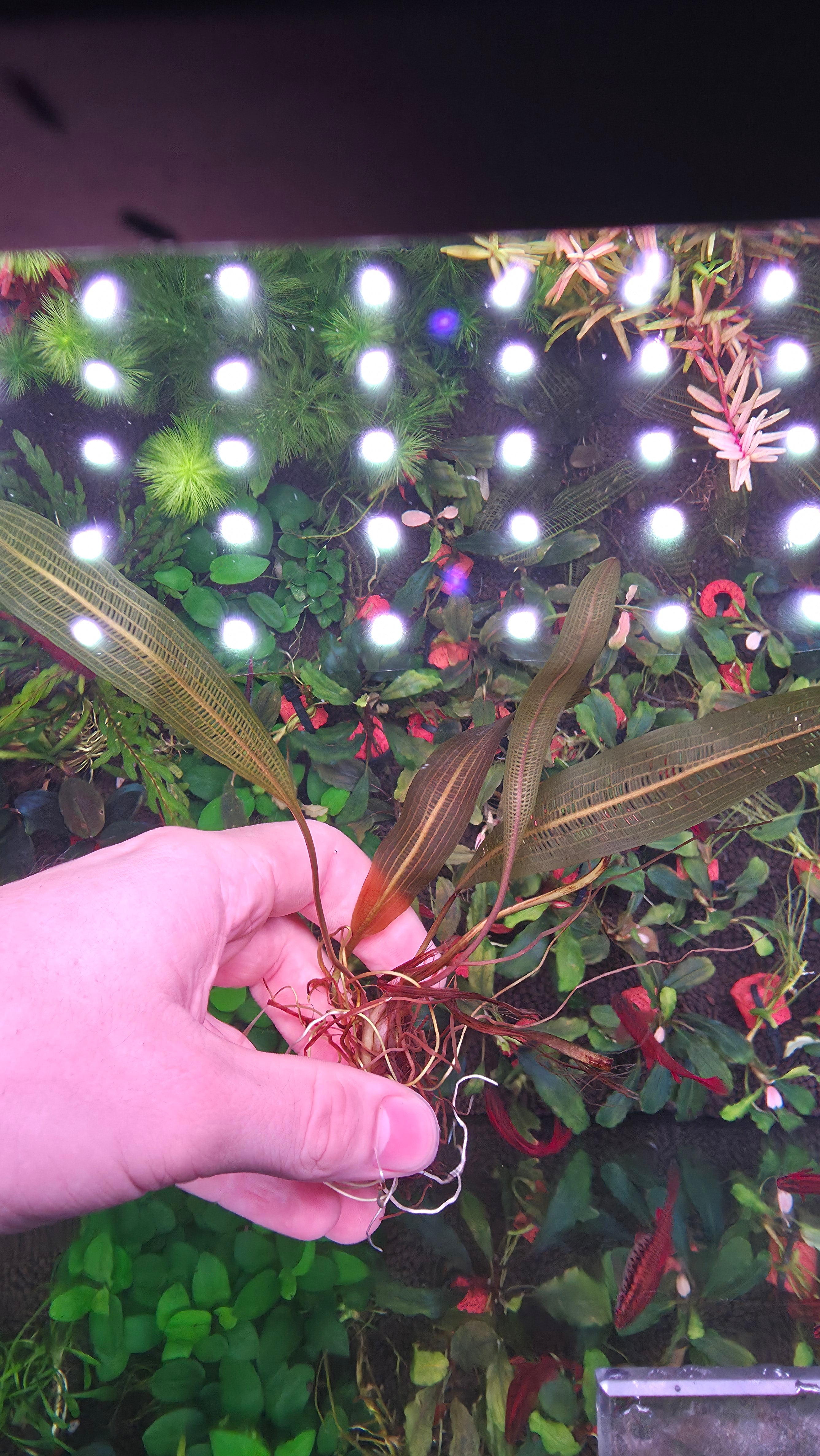 Madagascar Lace Narrow Leaf