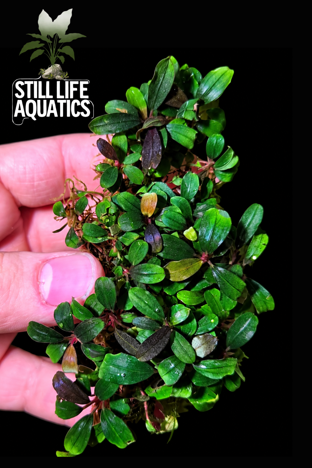 Bucephalandra Mini Vein clump