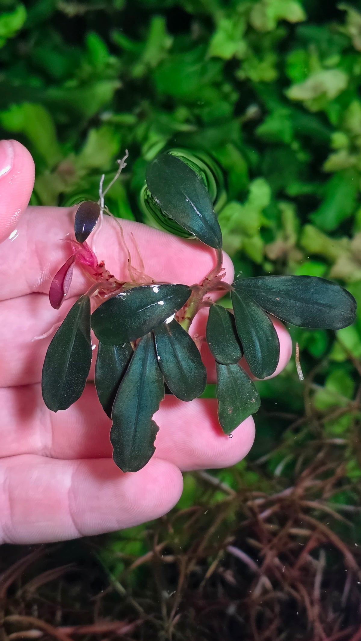 Bucephalandra Moonlight