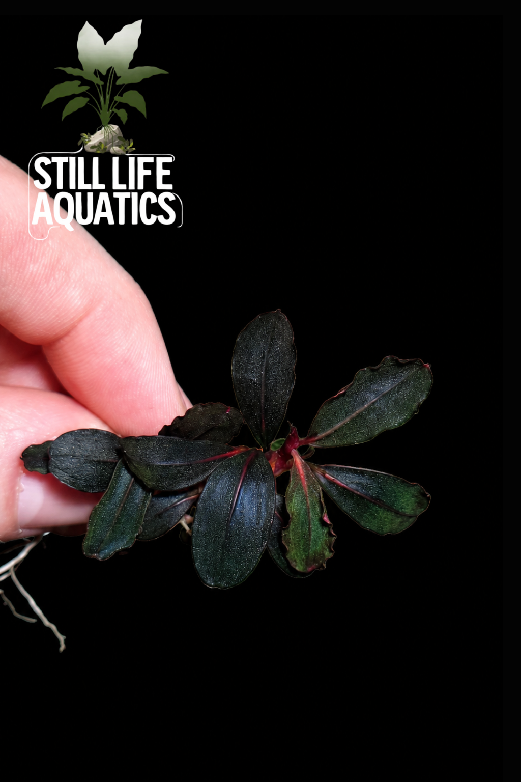 (Very Rare) Bucephalandra Neo 2015