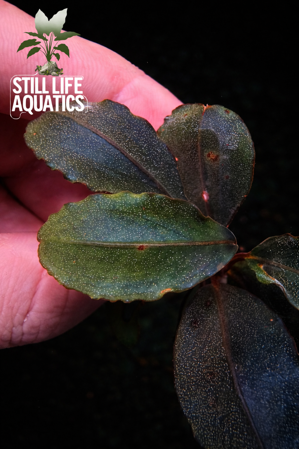 Small Bucephalandra "Theia Red"