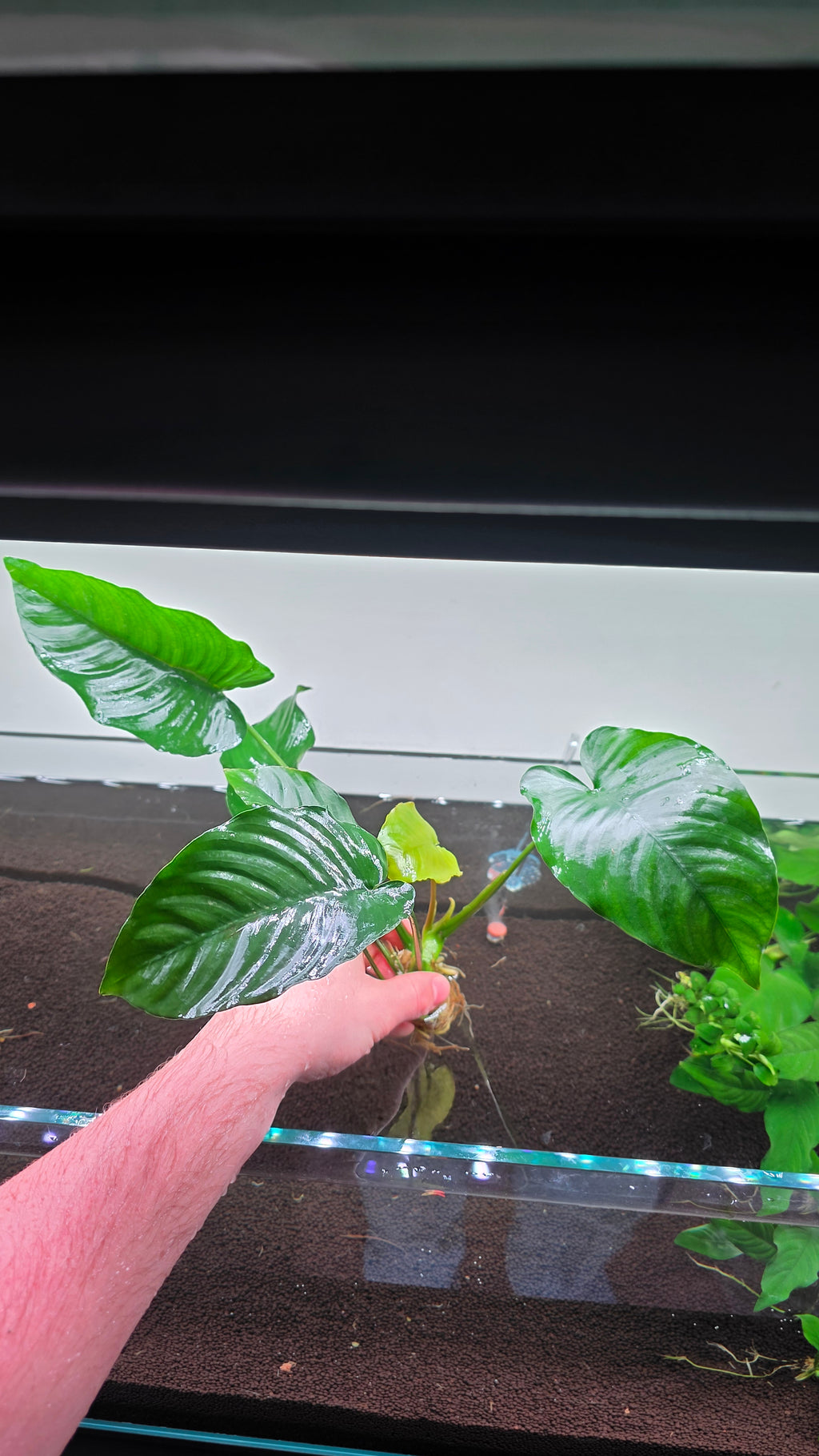 Extra Large Assorted Anubias