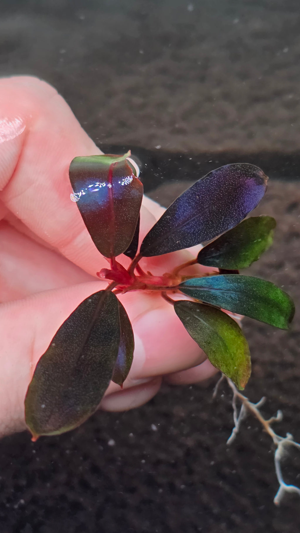 Bucephalandra "Black Angel"