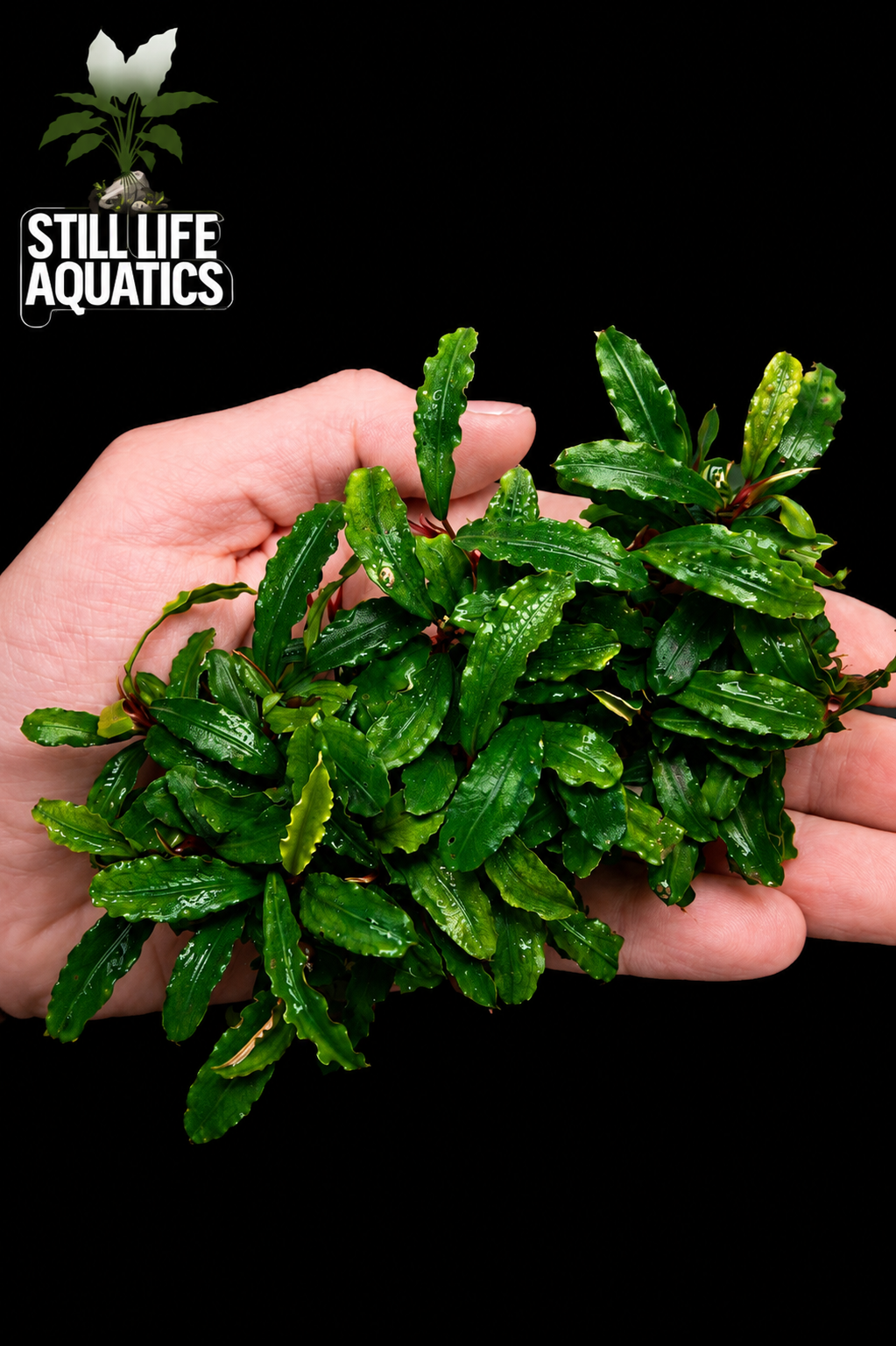 Large Bucephalandra Catherine Clump