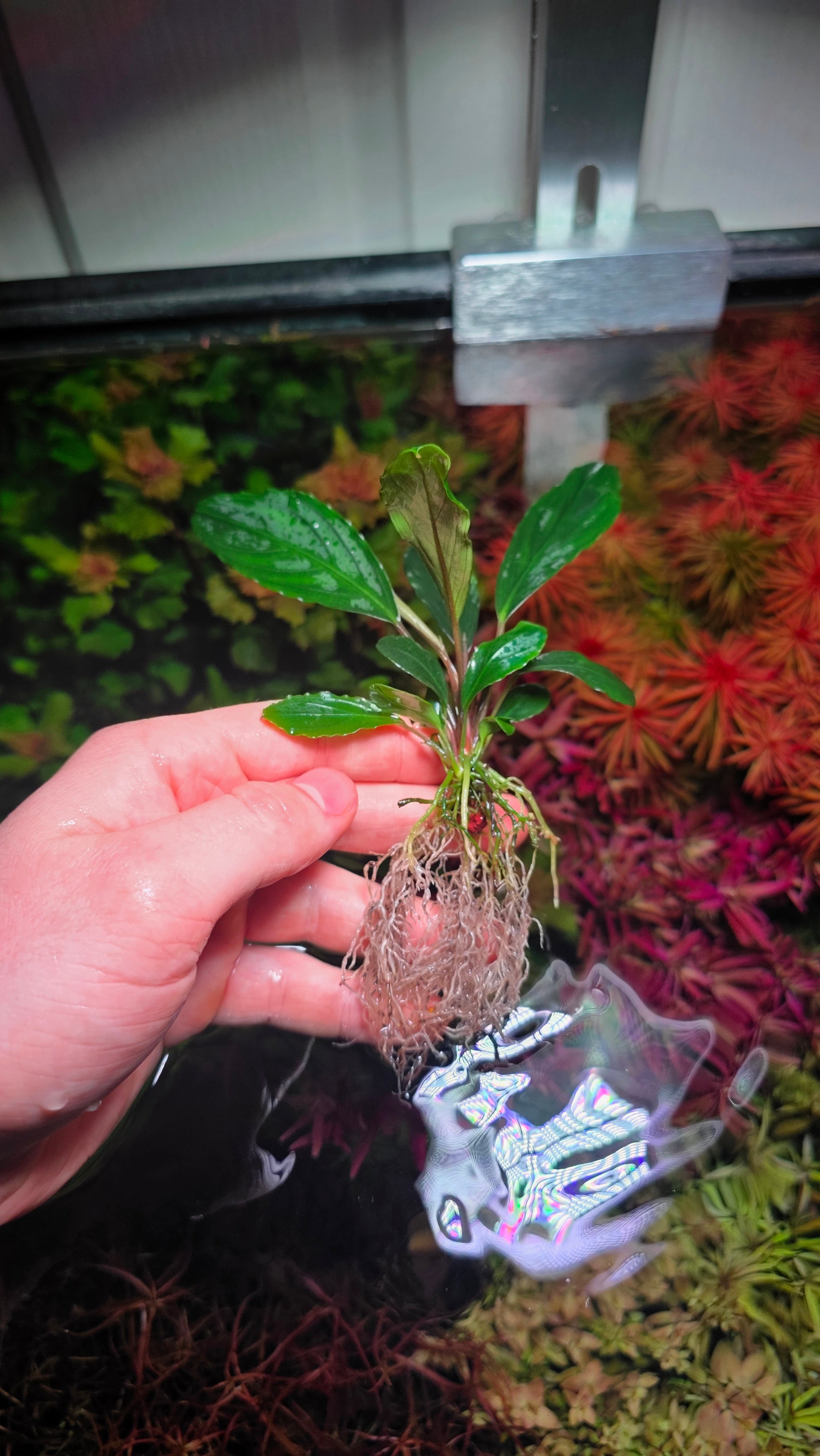 Bucephalandra Green Skeleton King - Extremely Rare