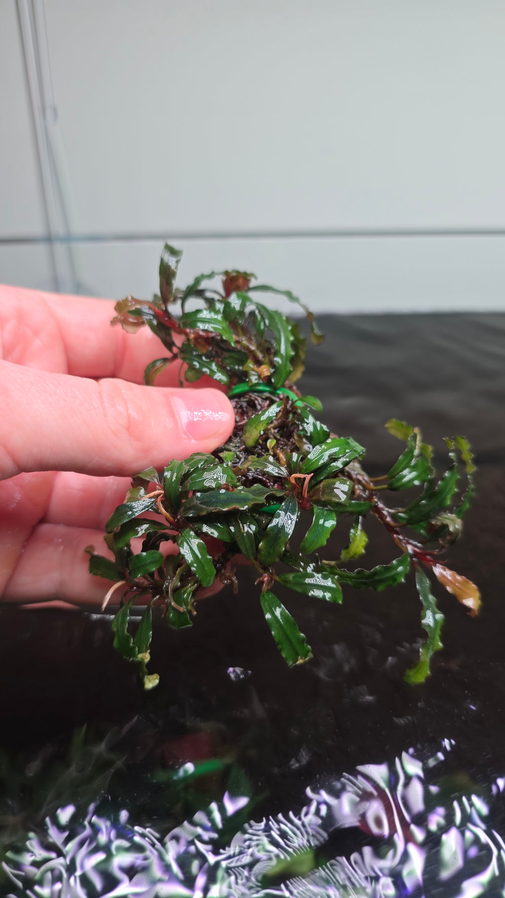Bucephalandra "Dark Catherine" Clump