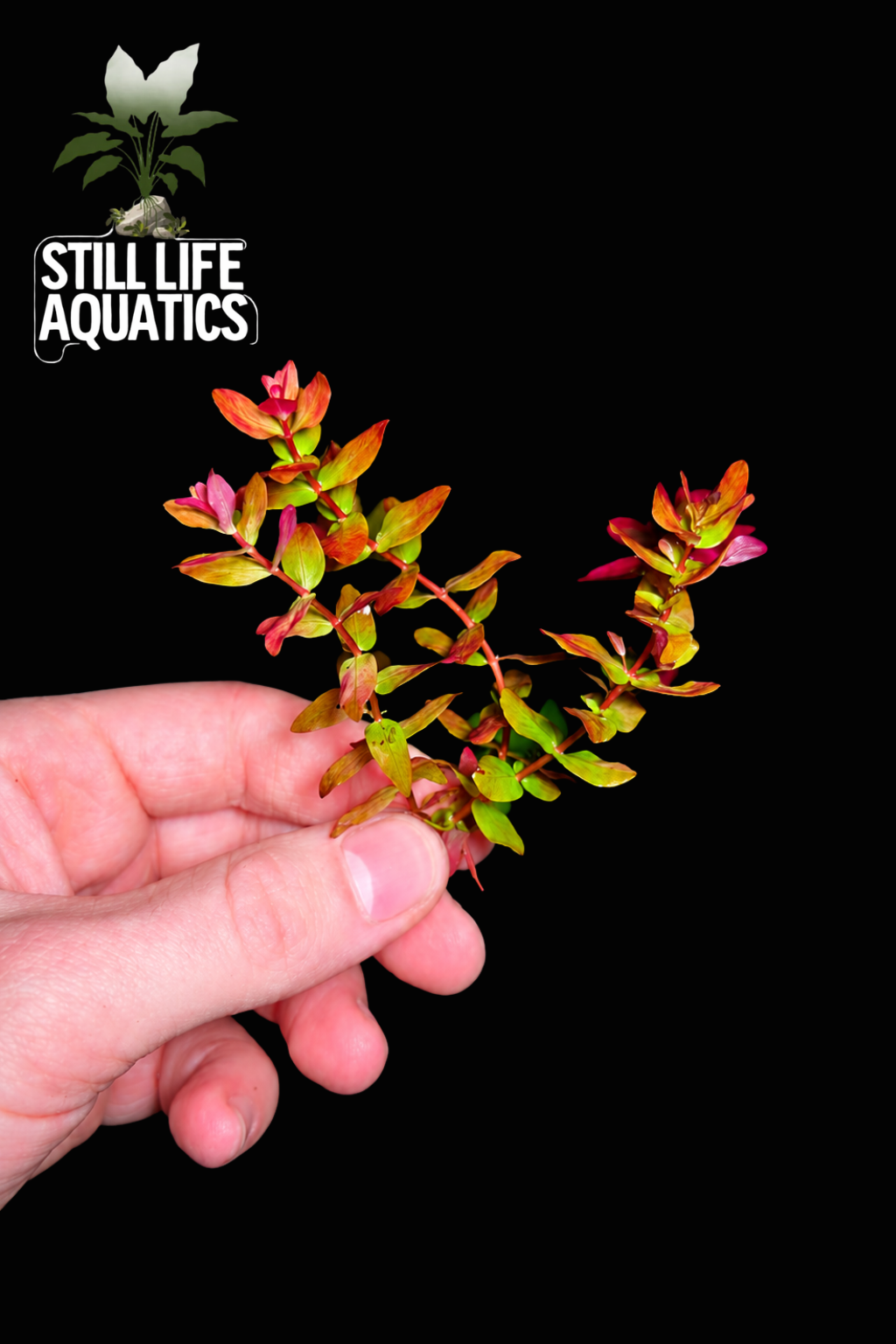 Rare Rotala macaranda green 'Mini'