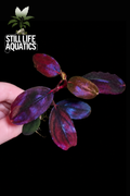 Bucephalandra Violet Blossom