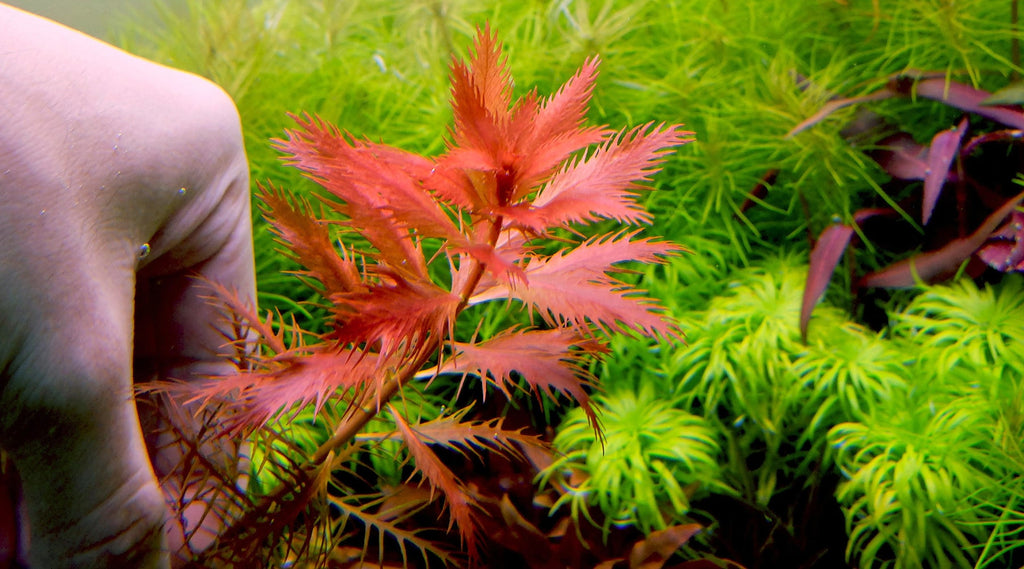 Proserpinaca palustris ‘Mermaid Weed’