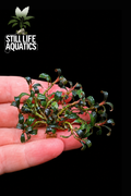 Bucephalandra Mini Vein Clump
