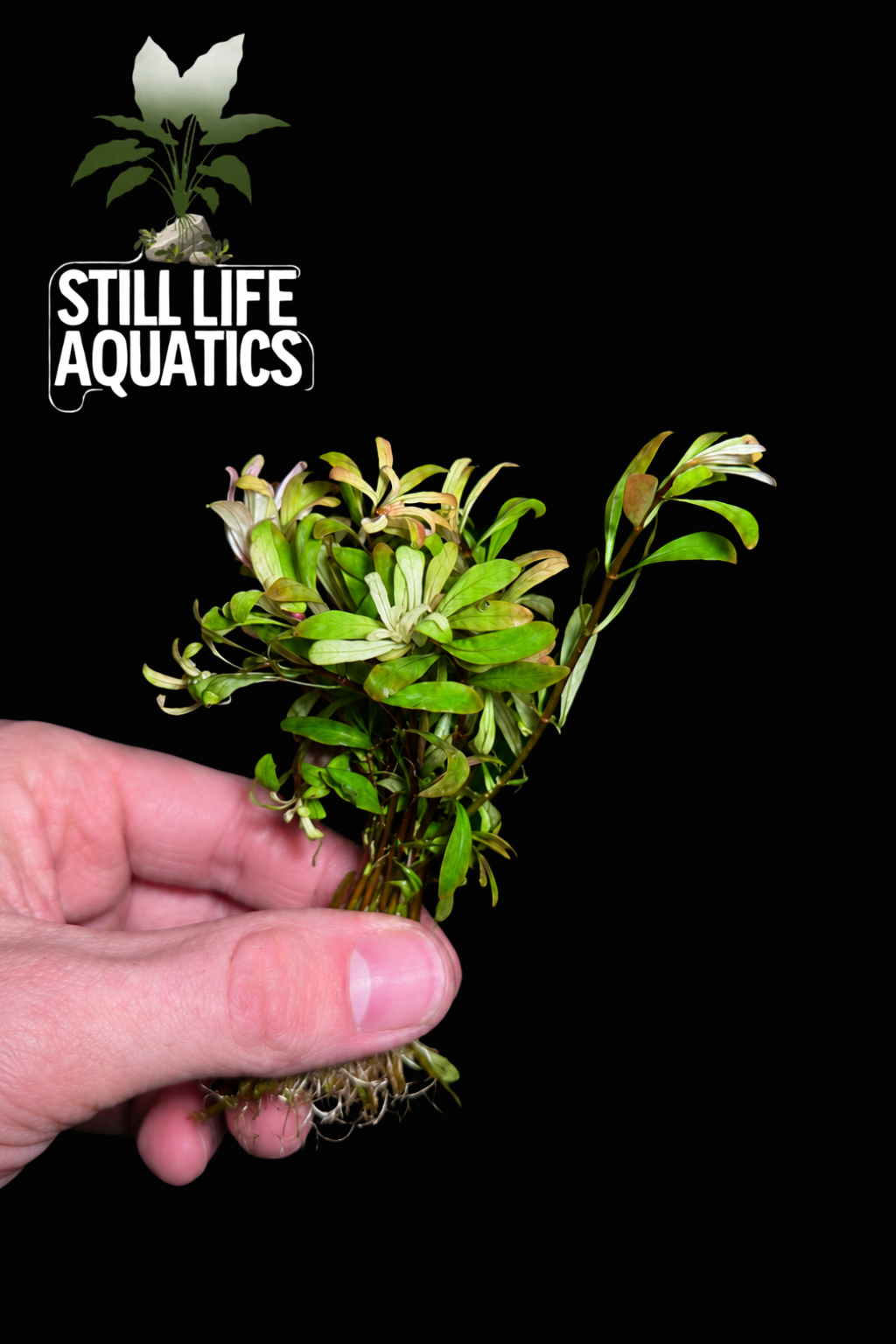 Ludwigia Inclinata 'Cuba'