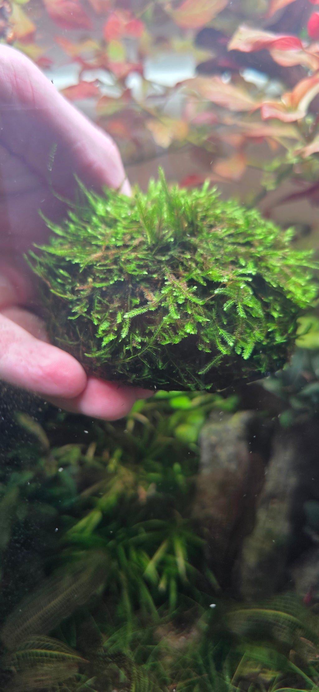 Weeping Moss Dome