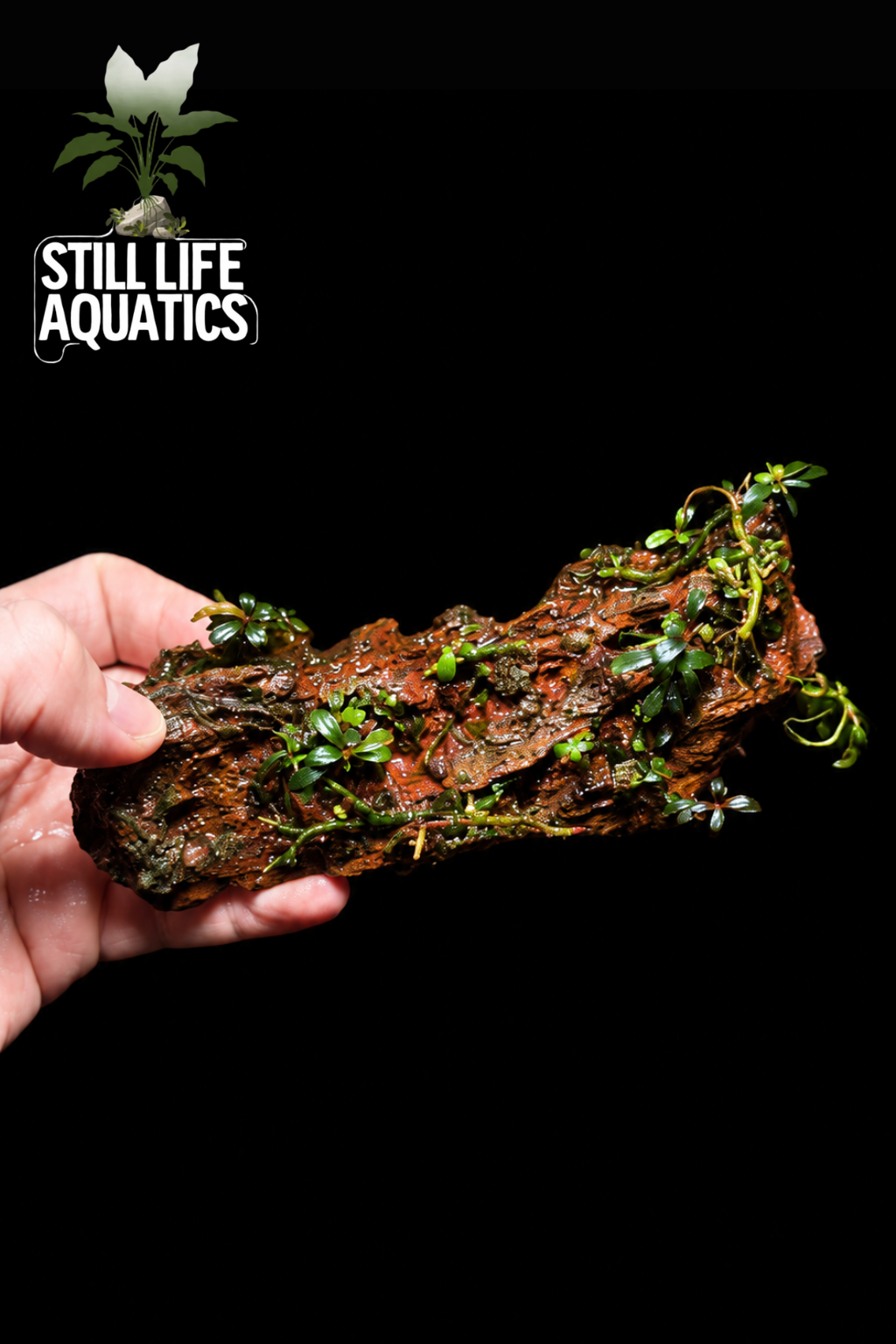 Bucephalandra Mini Phantom On Dragon Stone (Lot 2)