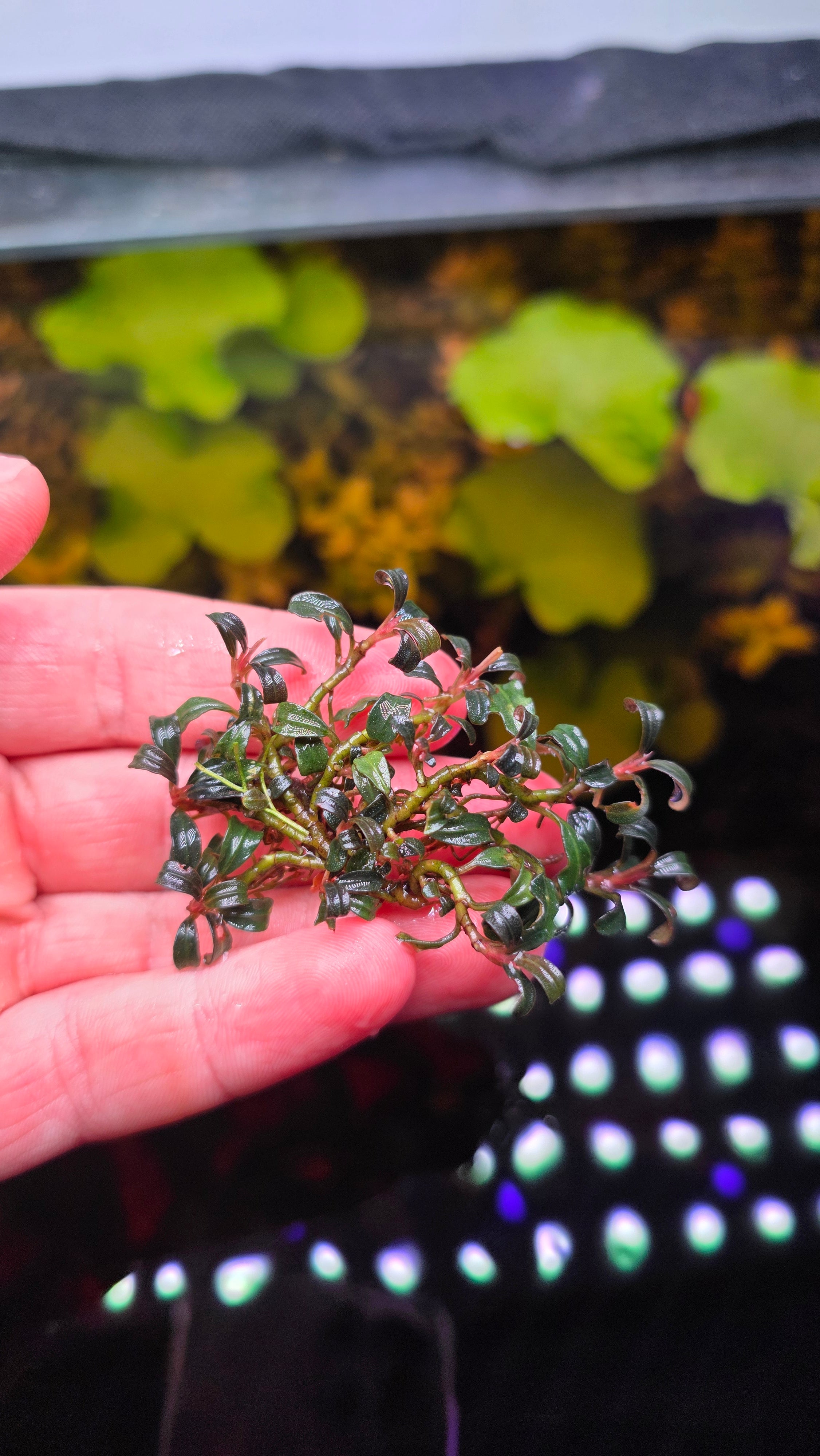 Bucephalandra Mini Vein Clump