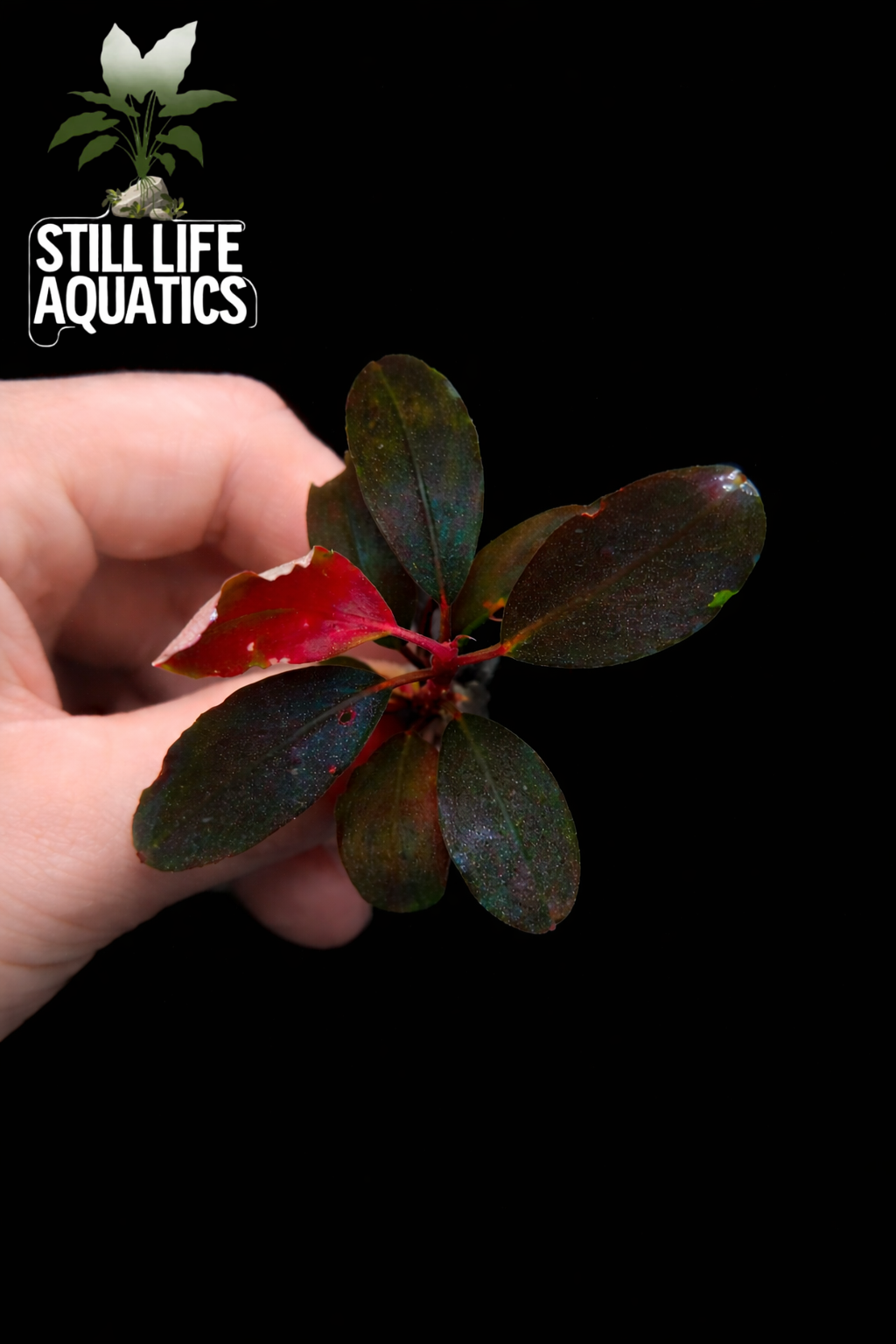 Bucephalandra "Metallic Blue"