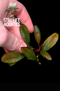 Bucephalandra Brownie Hermes
