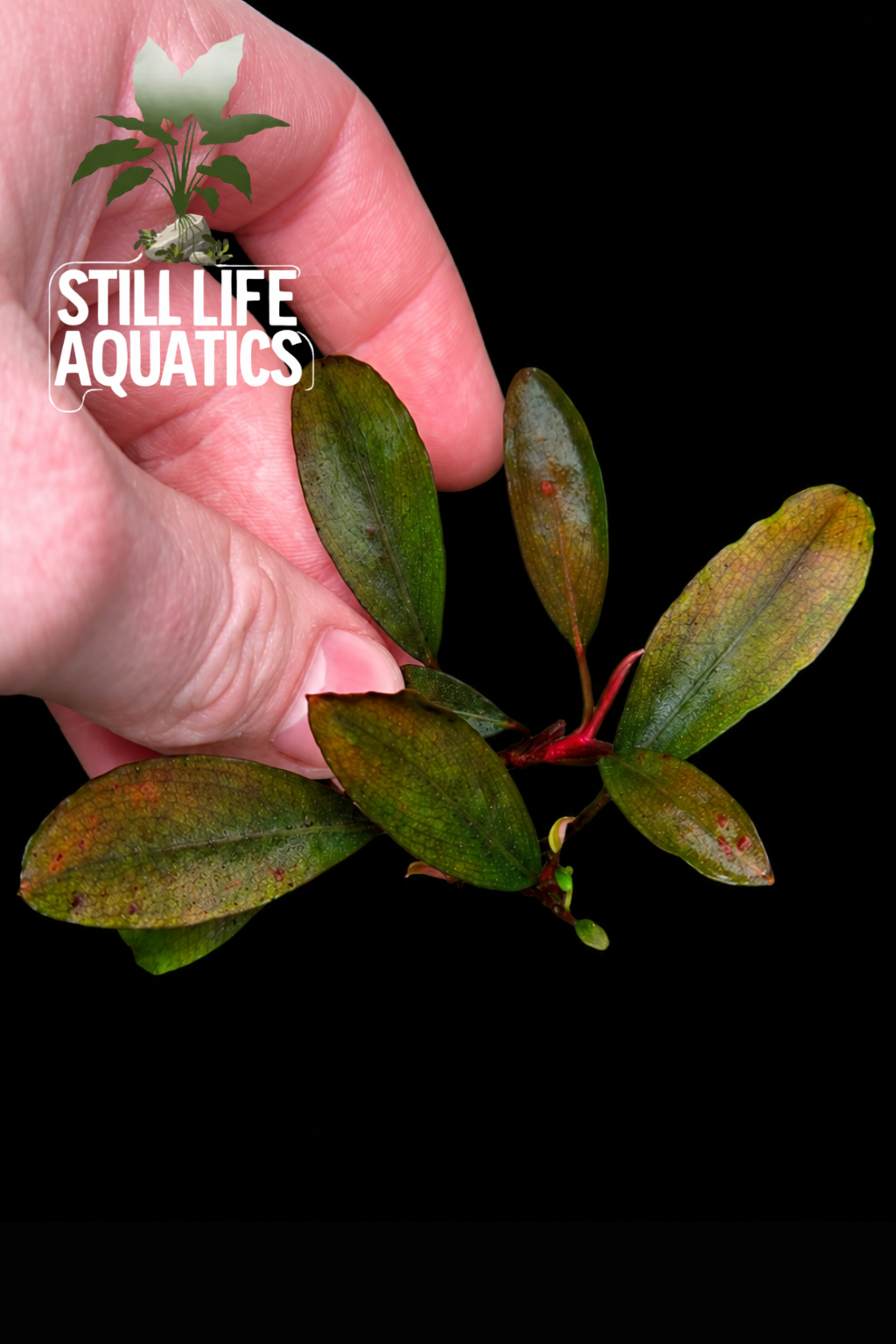 Bucephalandra Brownie Hermes