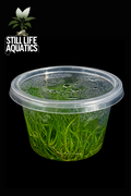 Eleocharis sp. 'Belem Mini'