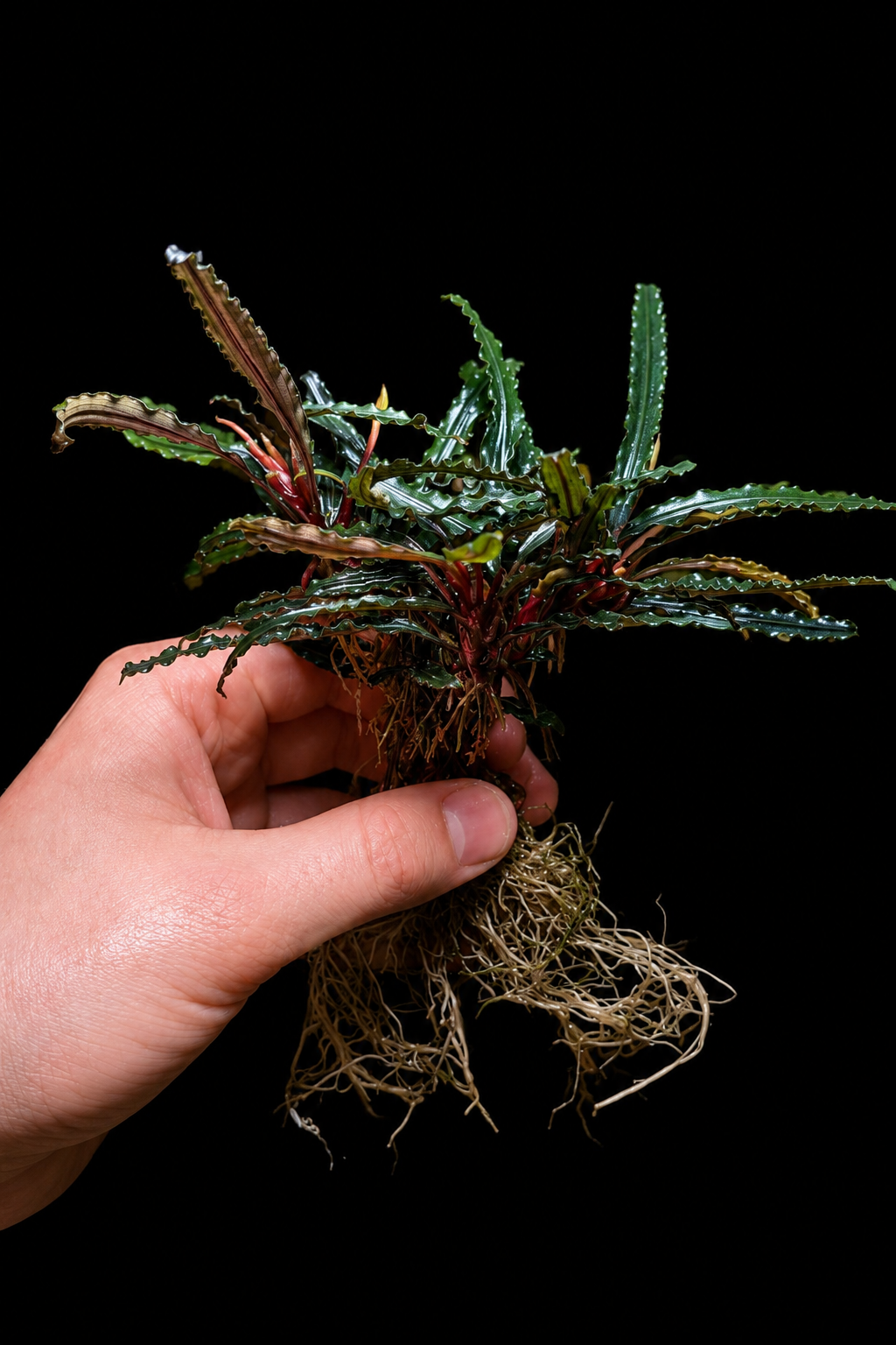 Bucephalandra ‘Dark Catherinae’ – XXL Clump