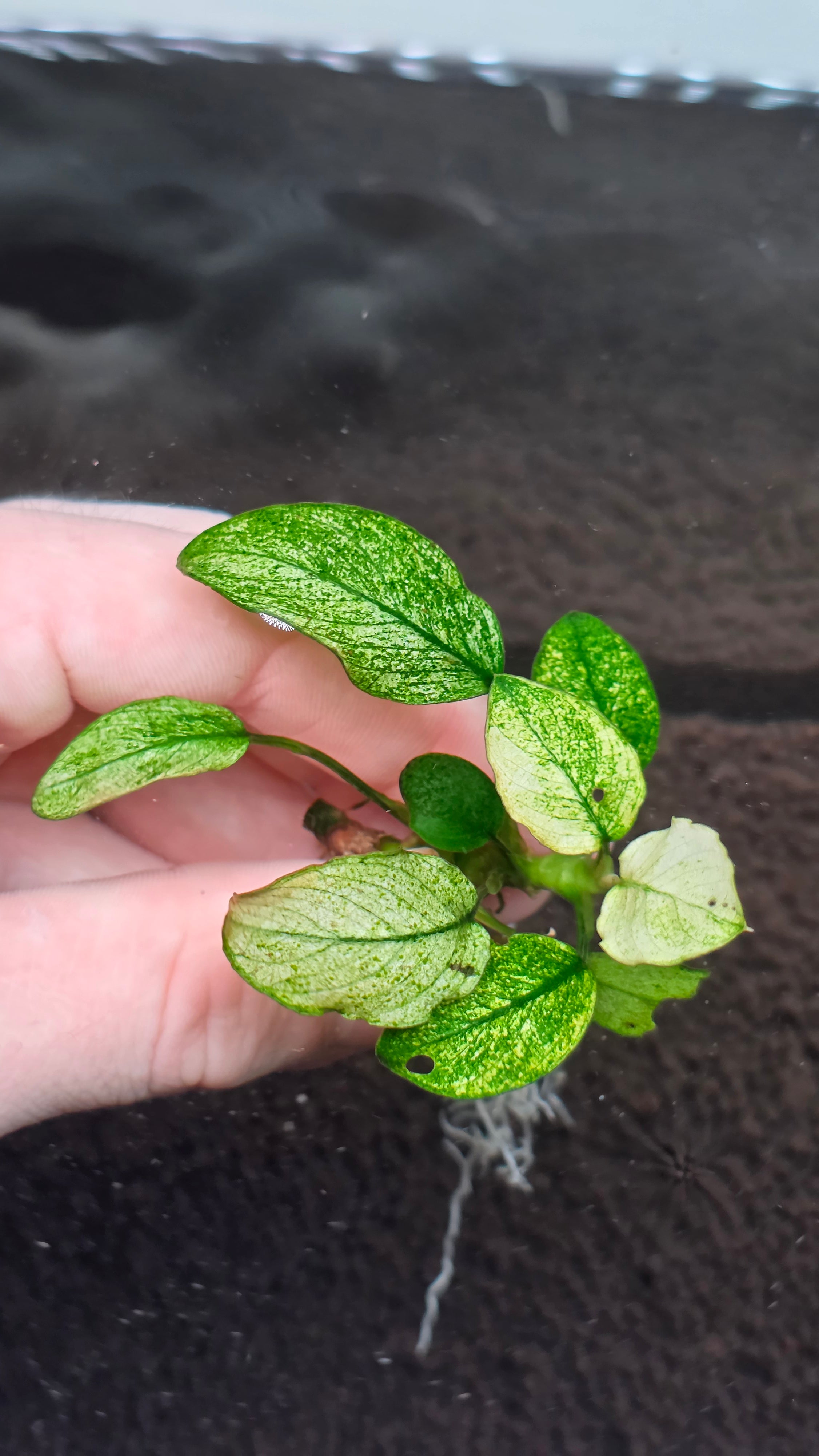 Bucephalandra Moonlight (Best Seller) – Still Life Aquatics