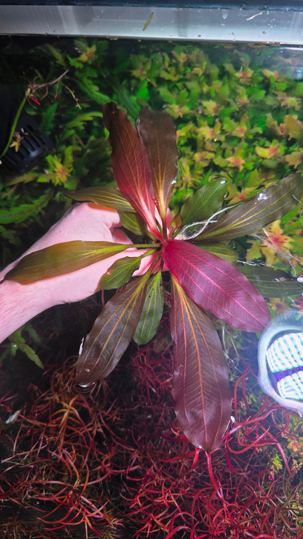 Large Echinodorus 'Big Bear'