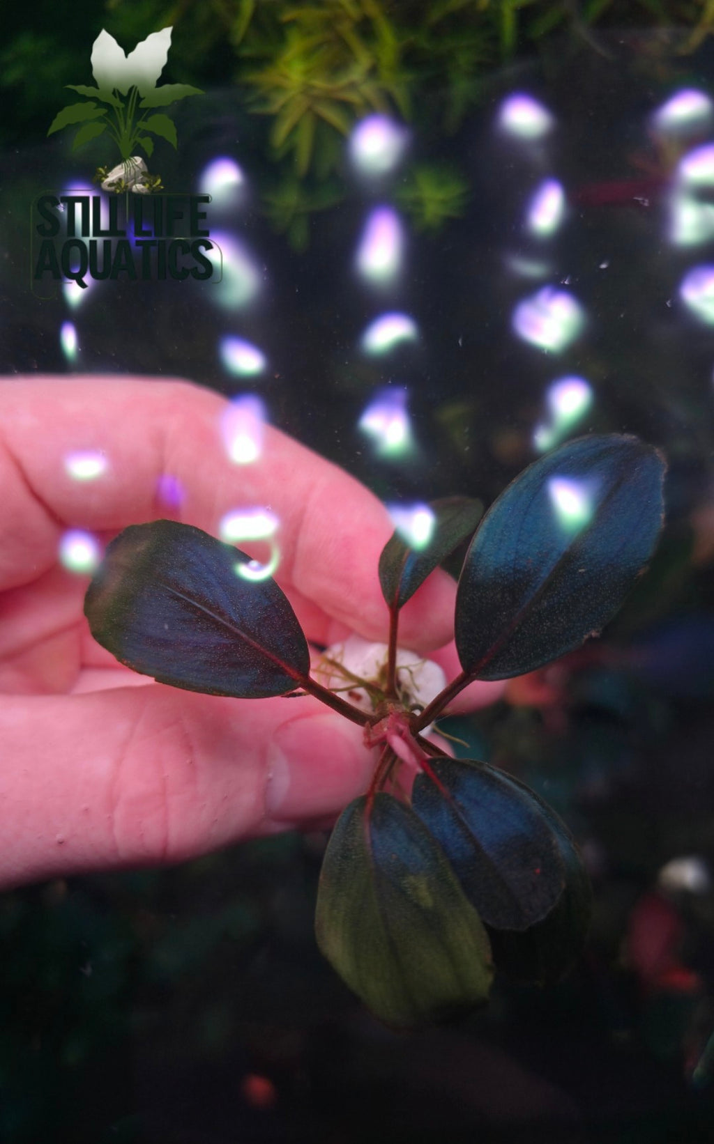 Bucephalandra Moonlight