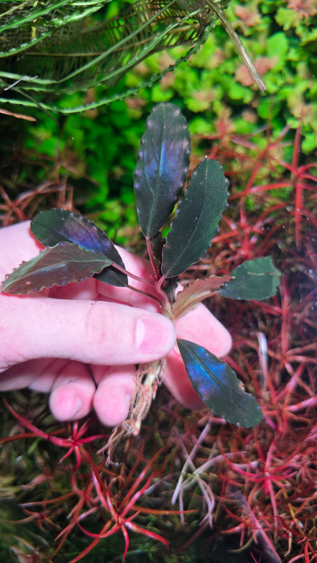 Bucephalandra ‘Dark Theia’