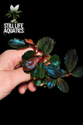 Bucephalandra 'Red Marble' Clump