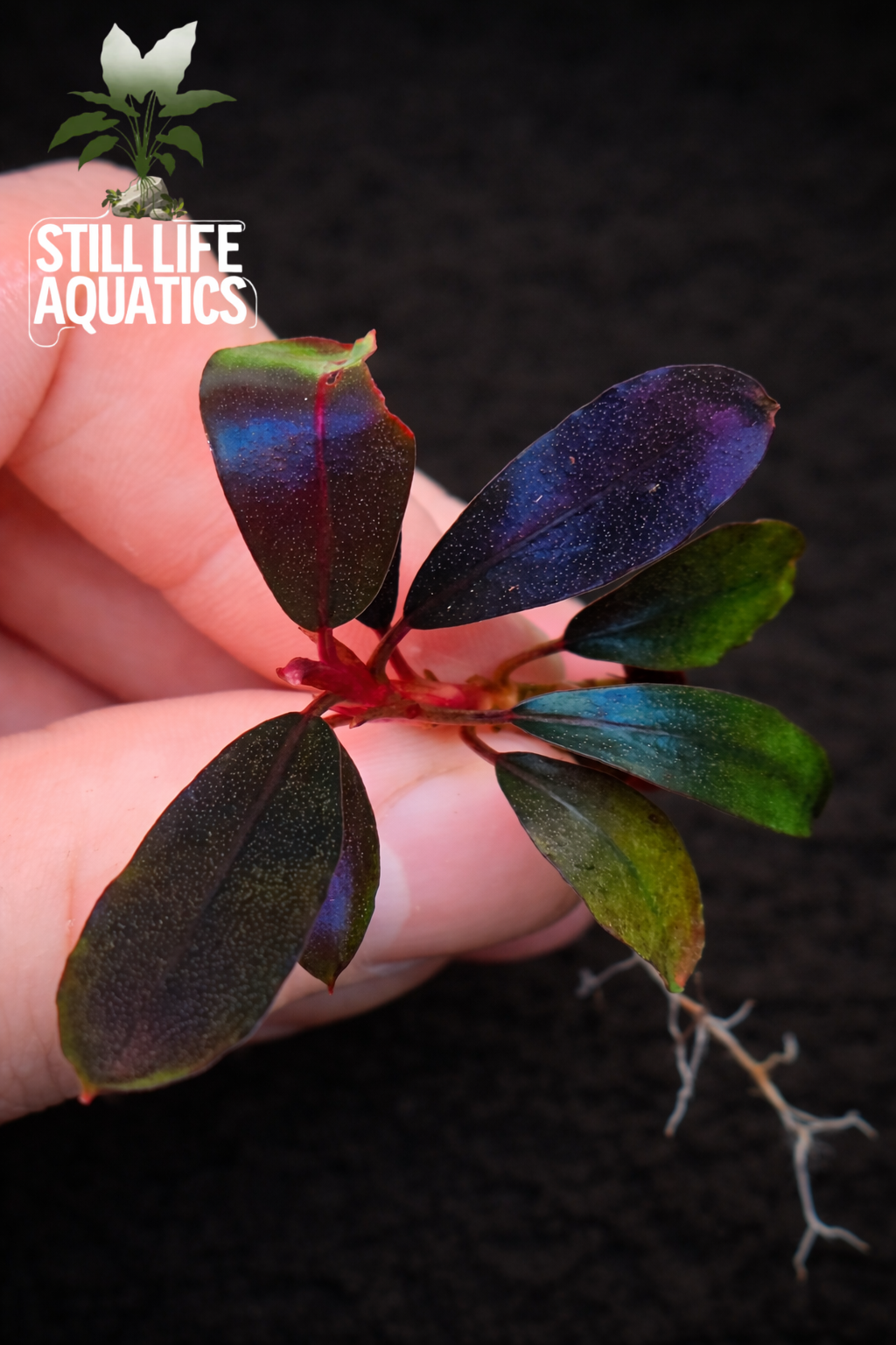 Bucephalandra "Black Angel"