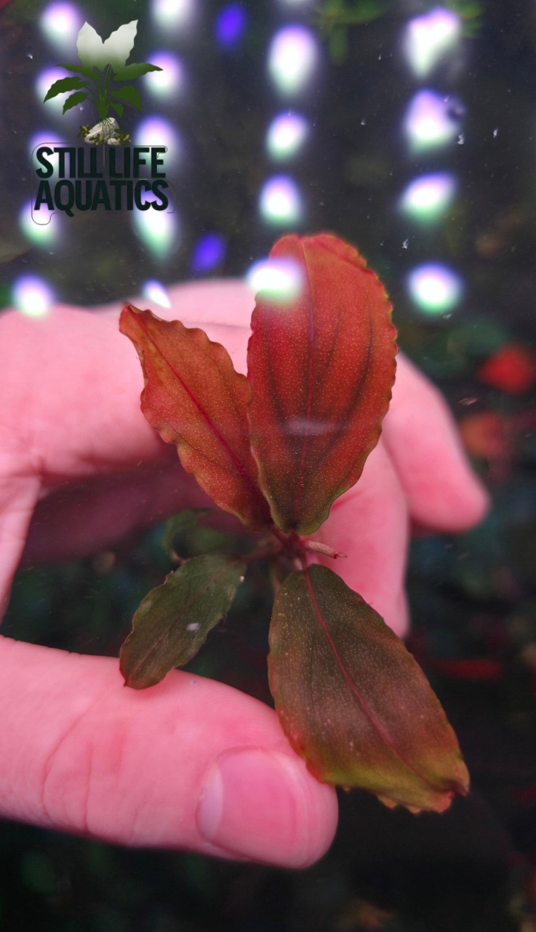 Bucephalandra "Silver Powder"