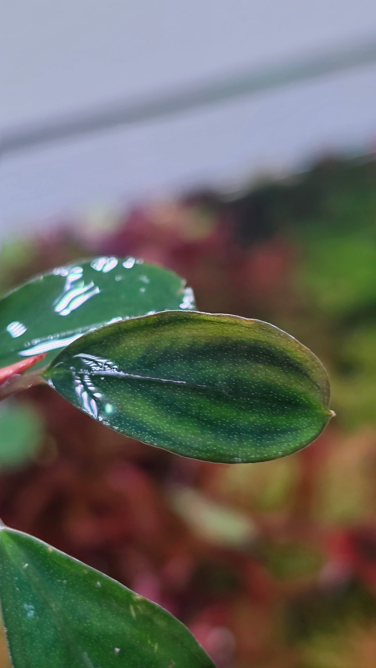 Bucephalandra 'Melon'