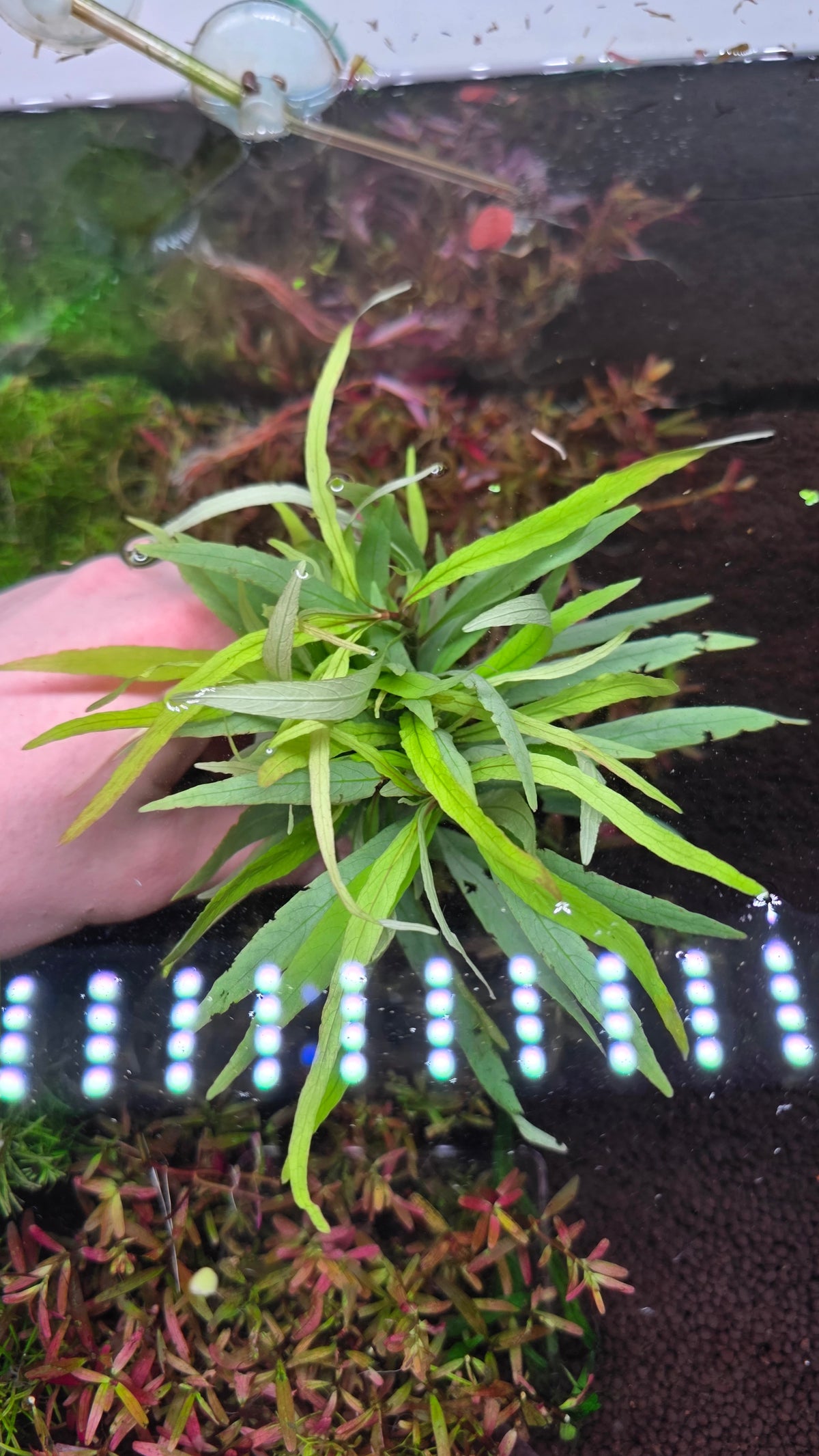 Hygrophila Salicifolia