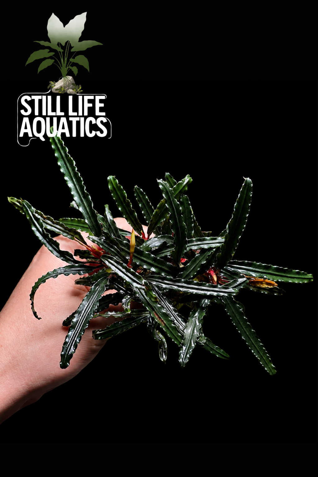 Bucephalandra ‘Dark Catherinae’ – XXL Clump