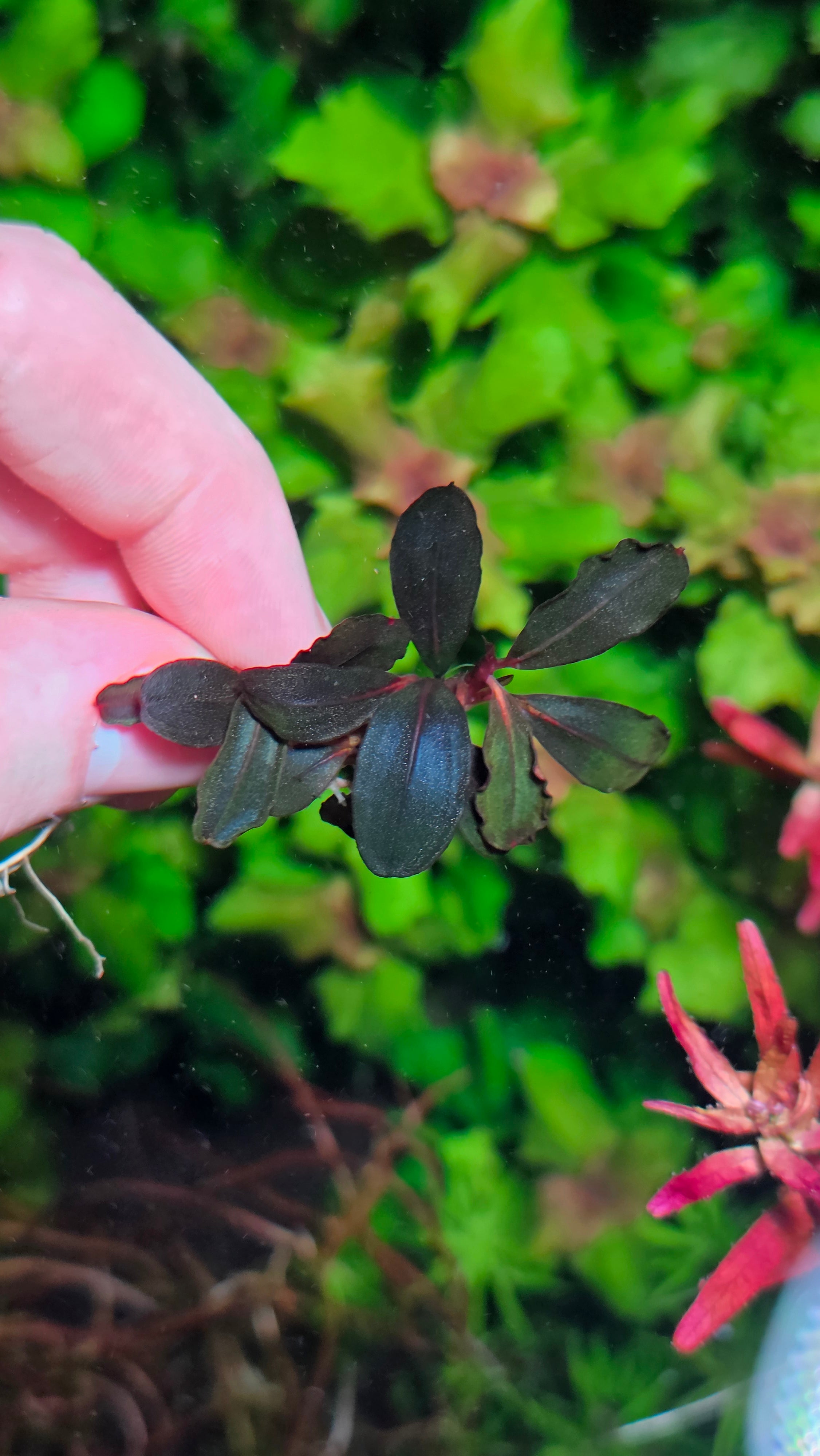 (Very Rare) Bucephalandra Neo 2015